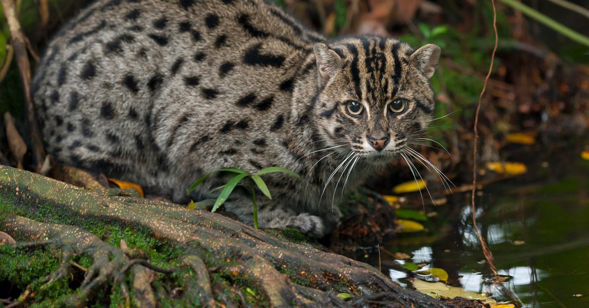 Visual representation of the Fishing Cat, recognized in Indonesia as Kucing Memancing.