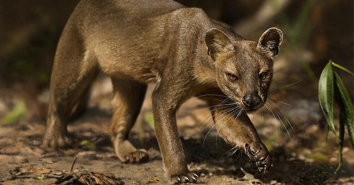 Unique portrayal of the Fossa, also called Fossa in Bahasa Indonesia.