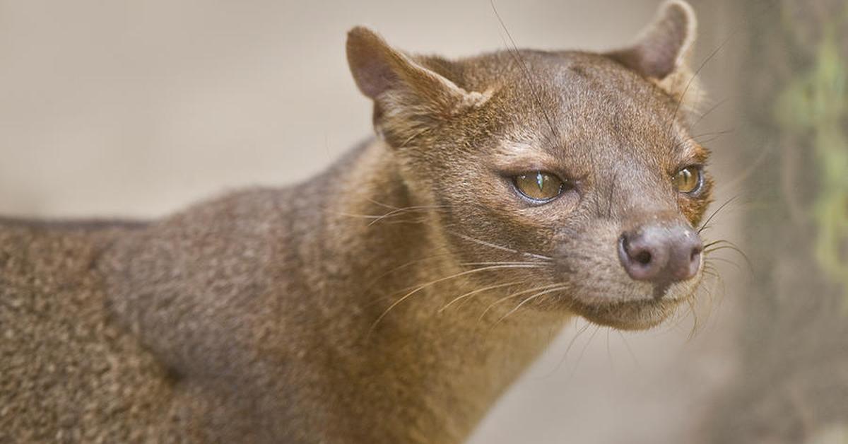 Photogenic Fossa, scientifically referred to as Cryptoprocta ferox.