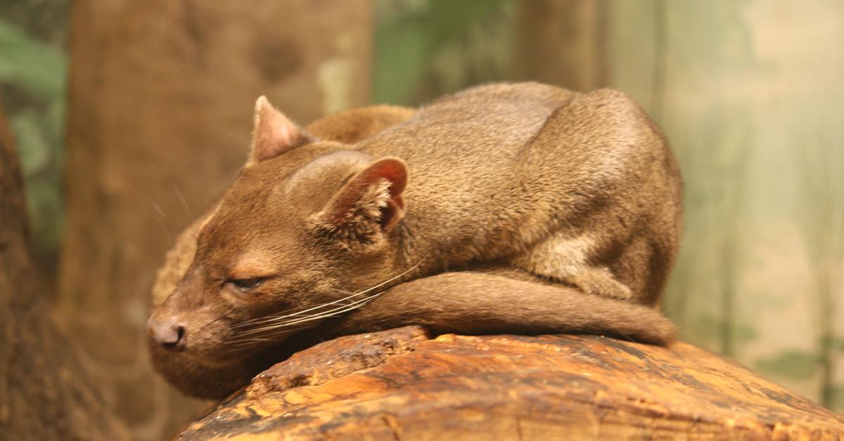 Close encounter with the Fossa, scientifically called Cryptoprocta ferox.