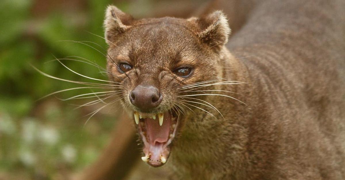 Natural elegance of the Fossa, scientifically termed Cryptoprocta ferox.