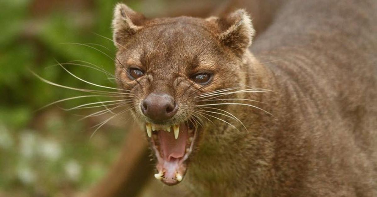 Photographic depiction of the unique Fossa, locally called Fossa.