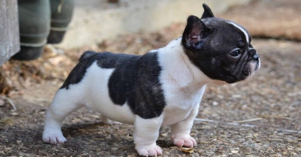 Captivating shot of the French Bulldog, or Bulldog Perancis in Bahasa Indonesia.