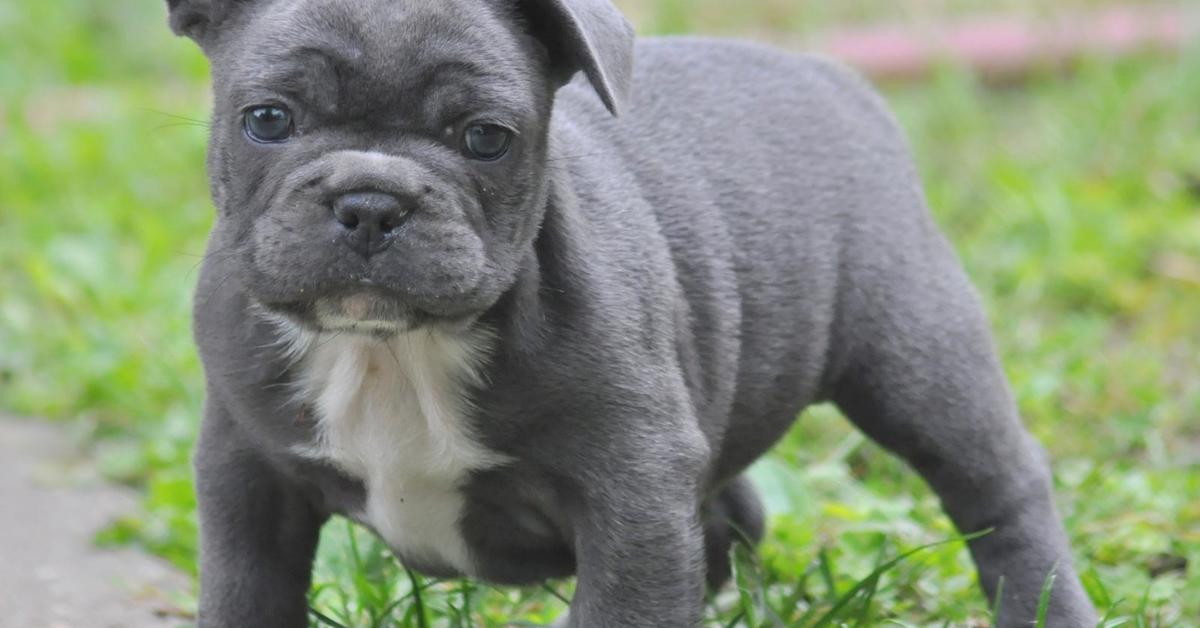 Dynamic image of the French Bulldog, popularly known in Indonesia as Bulldog Perancis.