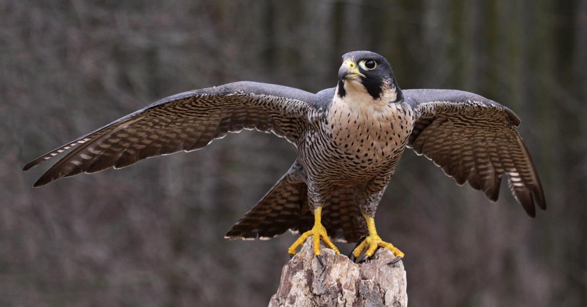 Image of the Falcon (Emydidae), popular in Indonesia as Elang.