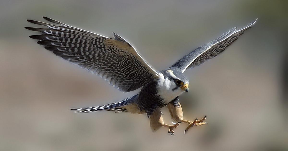 Dynamic image of the Falcon, popularly known in Indonesia as Elang.