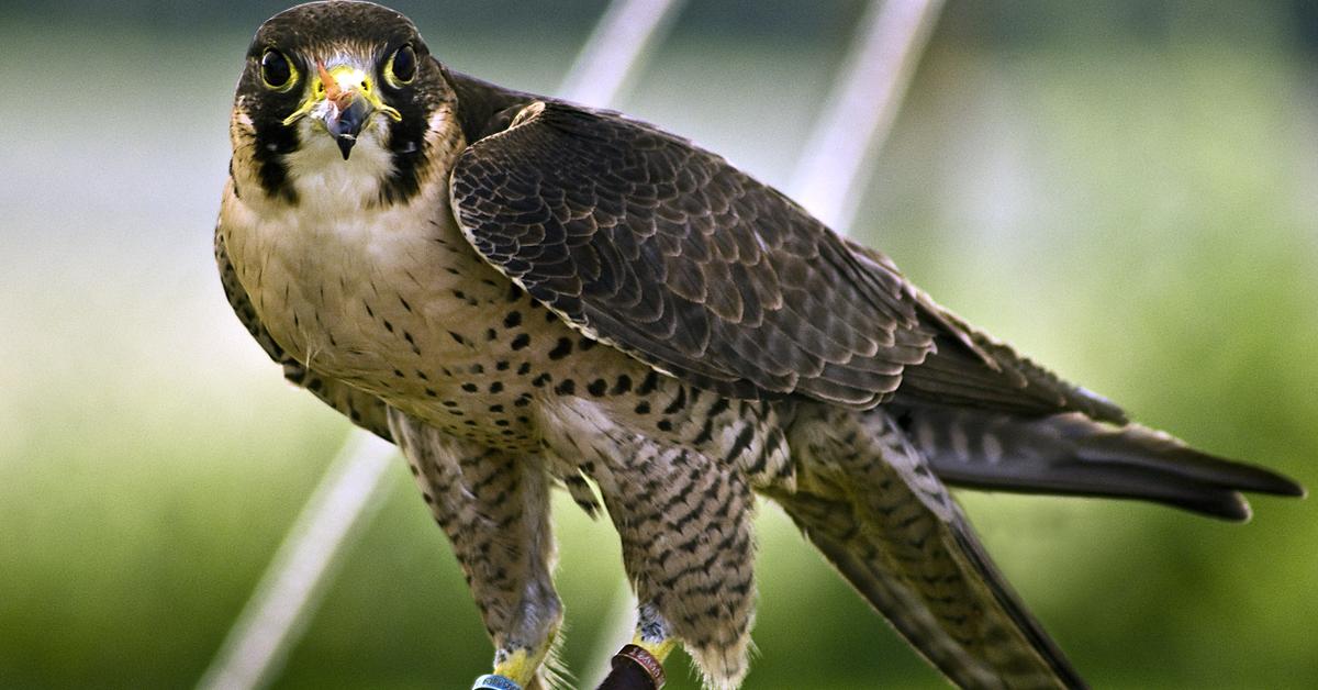 Vibrant snapshot of the Falcon, commonly referred to as Elang in Indonesia.