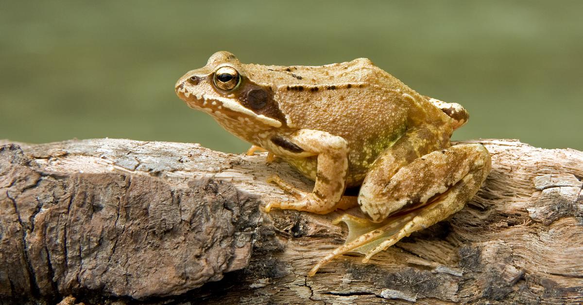 Engaging shot of the Frog, recognized in Indonesia as Katak.