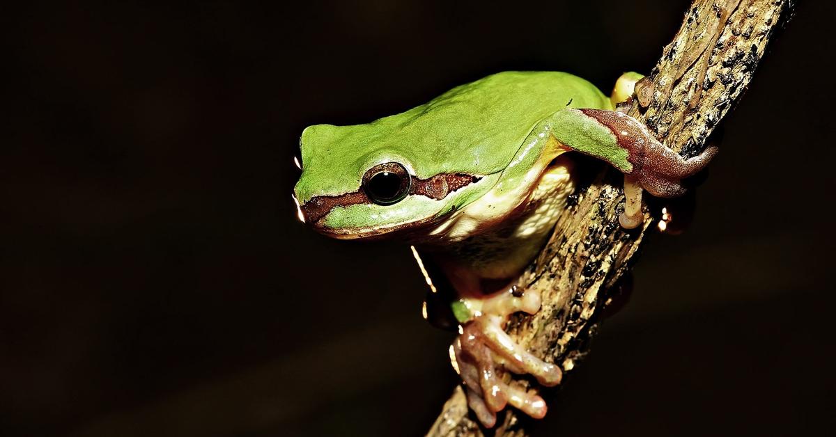 The remarkable Frog (Phasianidae), a sight to behold.