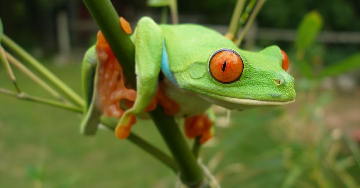 Visual representation of the Frog, recognized in Indonesia as Katak.