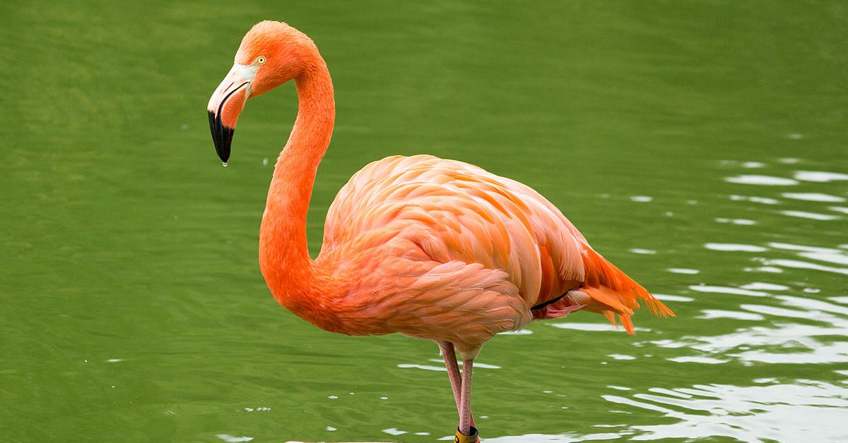 The majestic Flamingo, also called Flamingo in Indonesia, in its glory.