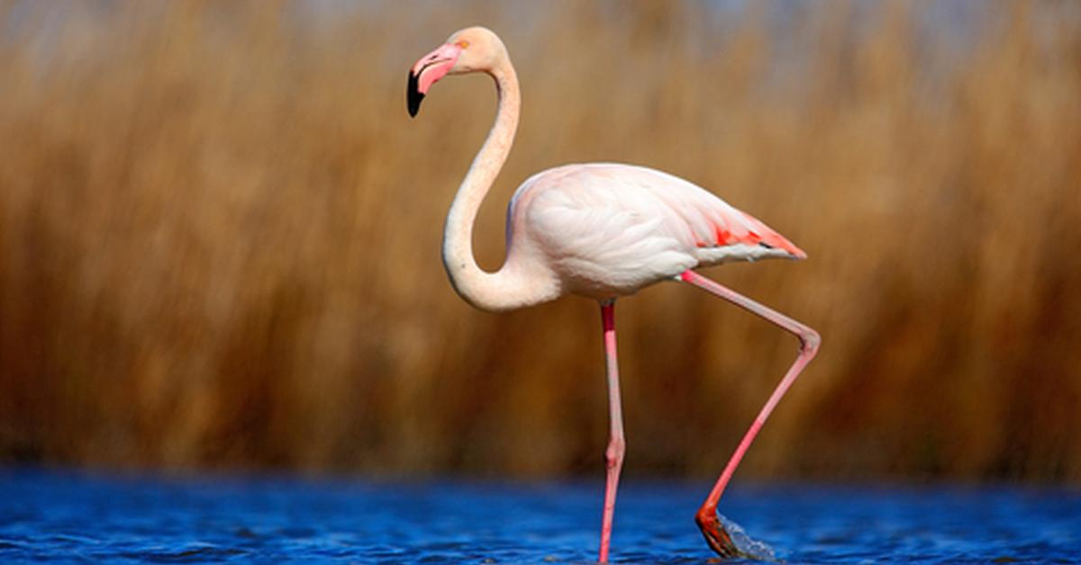 Captivating view of the Flamingo, known in Bahasa Indonesia as Flamingo.