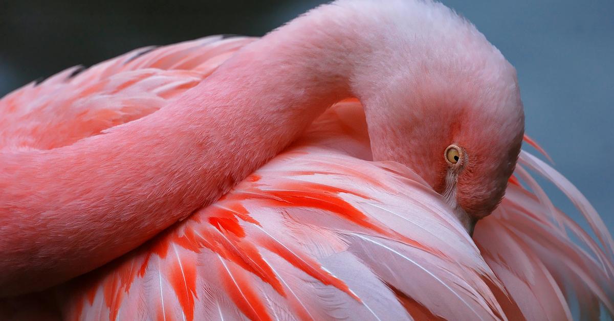 Striking appearance of the Flamingo, known in scientific circles as Phoenicopteridae.