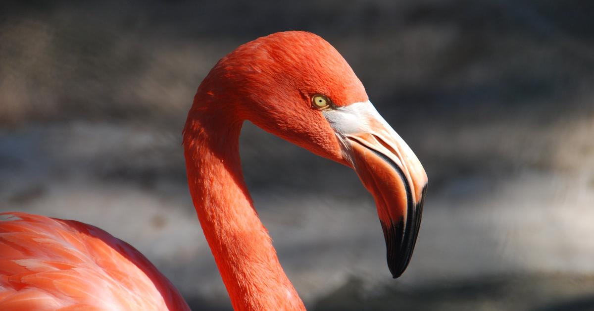 Visual representation of the Flamingo, recognized in Indonesia as Flamingo.