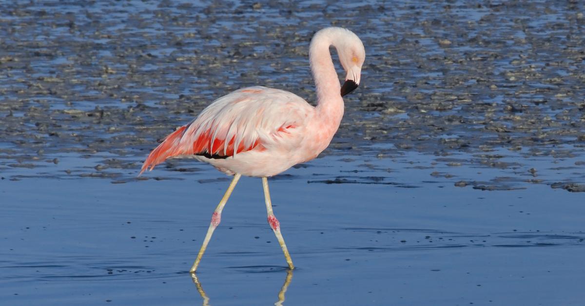 Image showcasing the Flamingo, known in Indonesia as Flamingo.