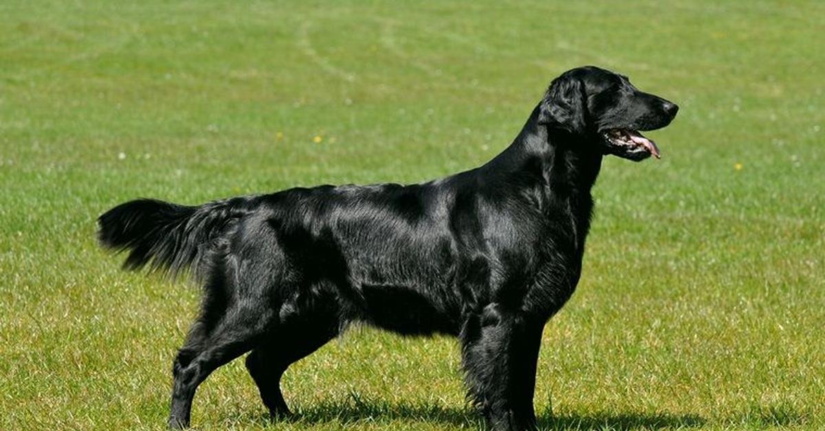 The alluring Flat-Coated Retriever, commonly referred to as Retriever Coated Rata in Bahasa Indonesia.