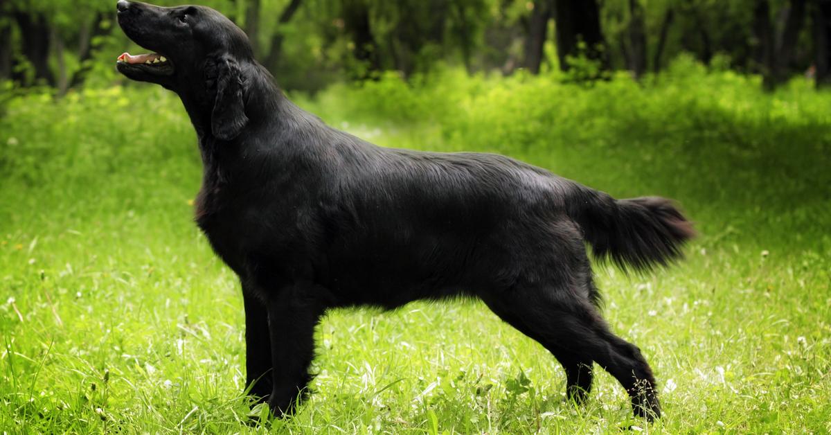 Picture of Flat-Coated Retriever, known in Indonesia as Retriever Coated Rata.