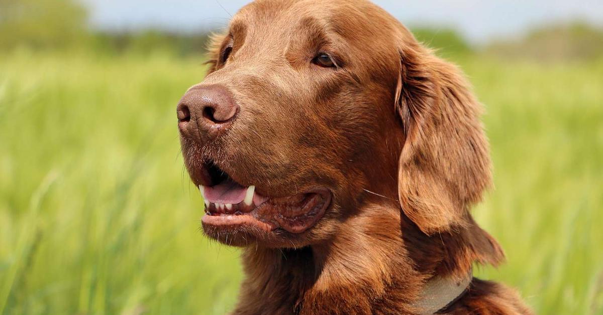 Image of the Flat-Coated Retriever (Canis lupus), popular in Indonesia as Retriever Coated Rata.