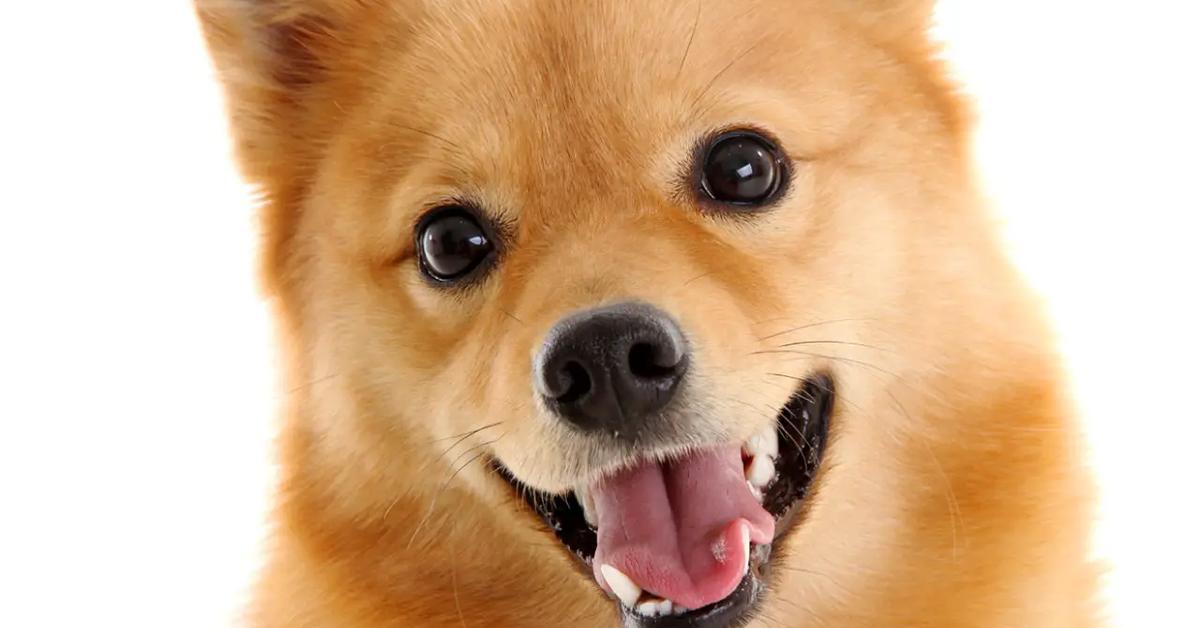 Visual of Finnish Spitz, or Anjing Finnish Spitz in Indonesian, showcasing its beauty.