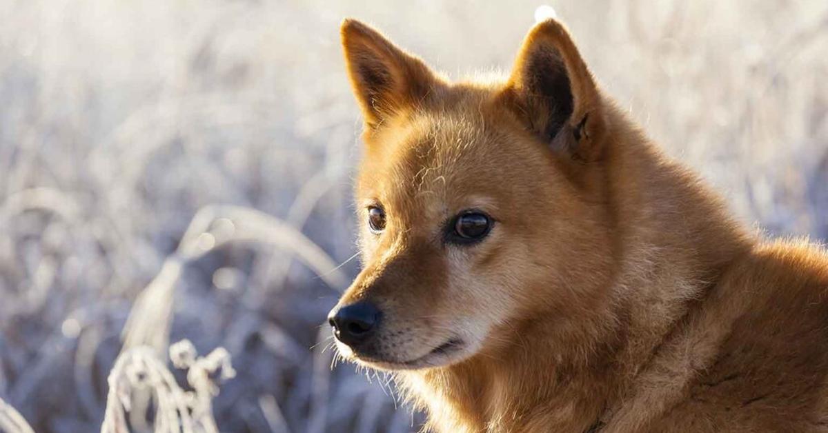 Charming view of the Finnish Spitz, in Indonesia referred to as Anjing Finnish Spitz.