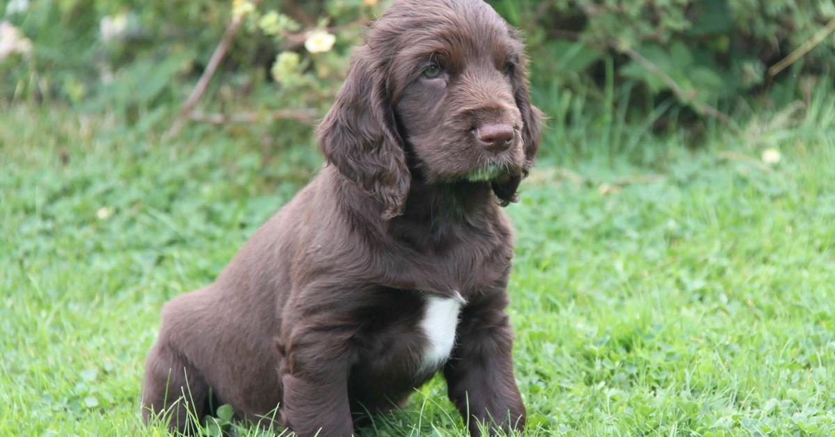 Elegant portrayal of the Field Spaniel, also known as Canis Lupus.