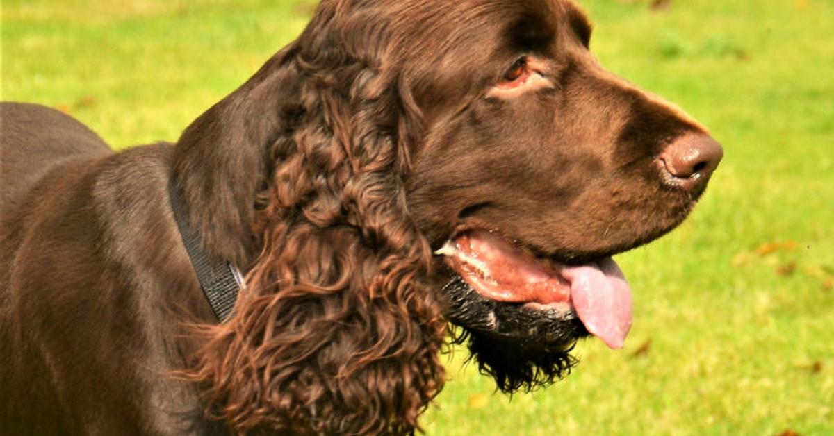 Stunning depiction of Field Spaniel, also referred to as Canis Lupus.