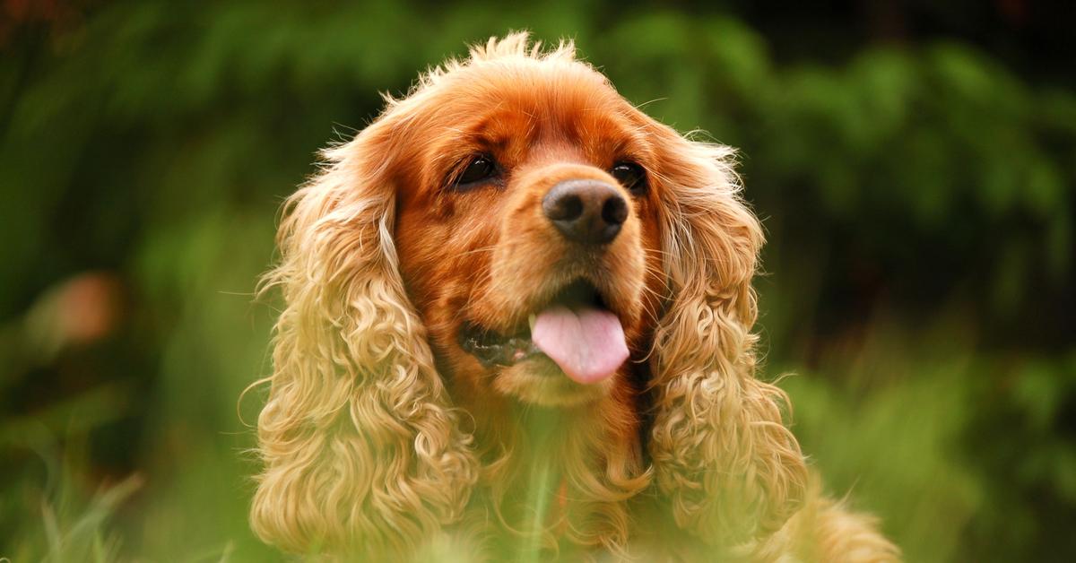 Exquisite image of Field Spaniel, in Indonesia known as Spaniel Lapangan.