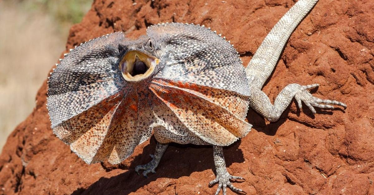 Photogenic Frilled Lizard, scientifically referred to as Chlamydosaurus kingii.