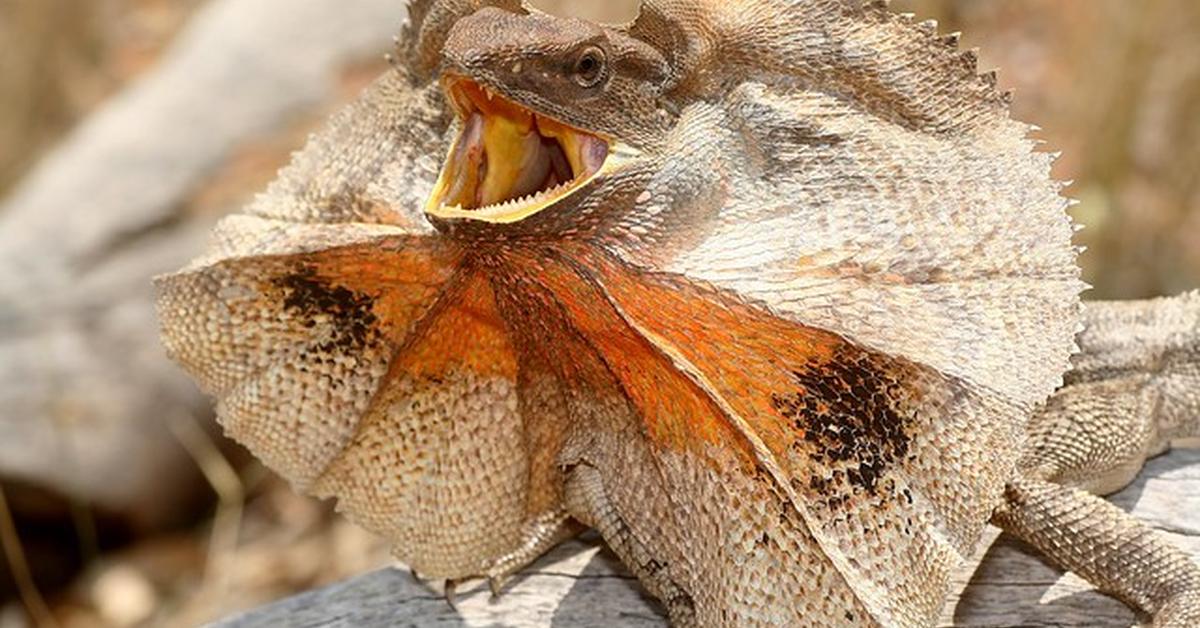 Dynamic image of the Frilled Lizard, popularly known in Indonesia as Kadal Berduri.