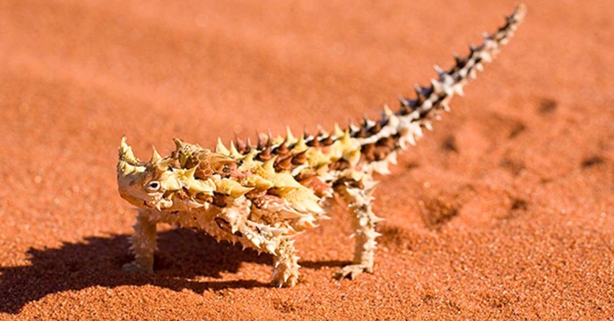 Splendid image of the Frilled Lizard, with the scientific name Chlamydosaurus kingii.