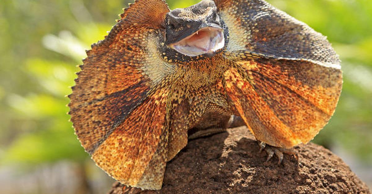 Captured elegance of the Frilled Lizard, known in Indonesia as Kadal Berduri.