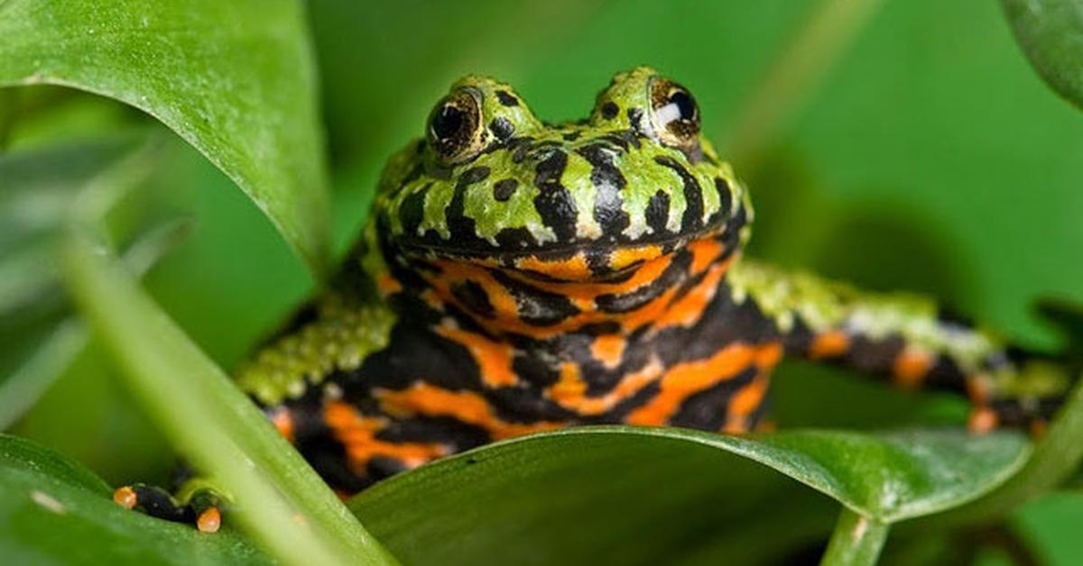 Splendid image of the Fire-Bellied Toad, with the scientific name Bombina.