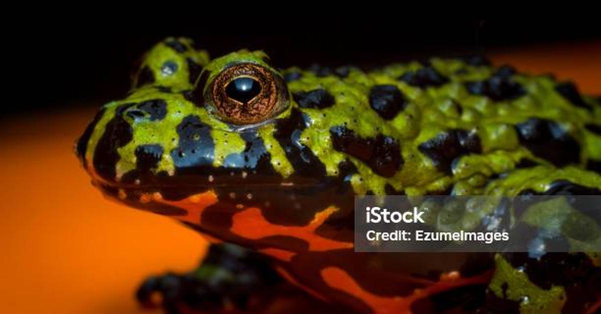 Dynamic image of the Fire-Bellied Toad, popularly known in Indonesia as Katak Perut Api.