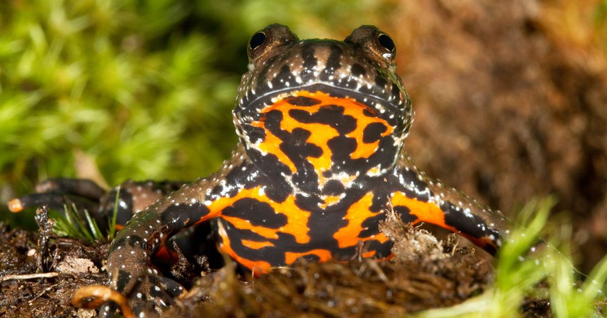 Elegant portrayal of the Fire-Bellied Toad, also known as Bombina.