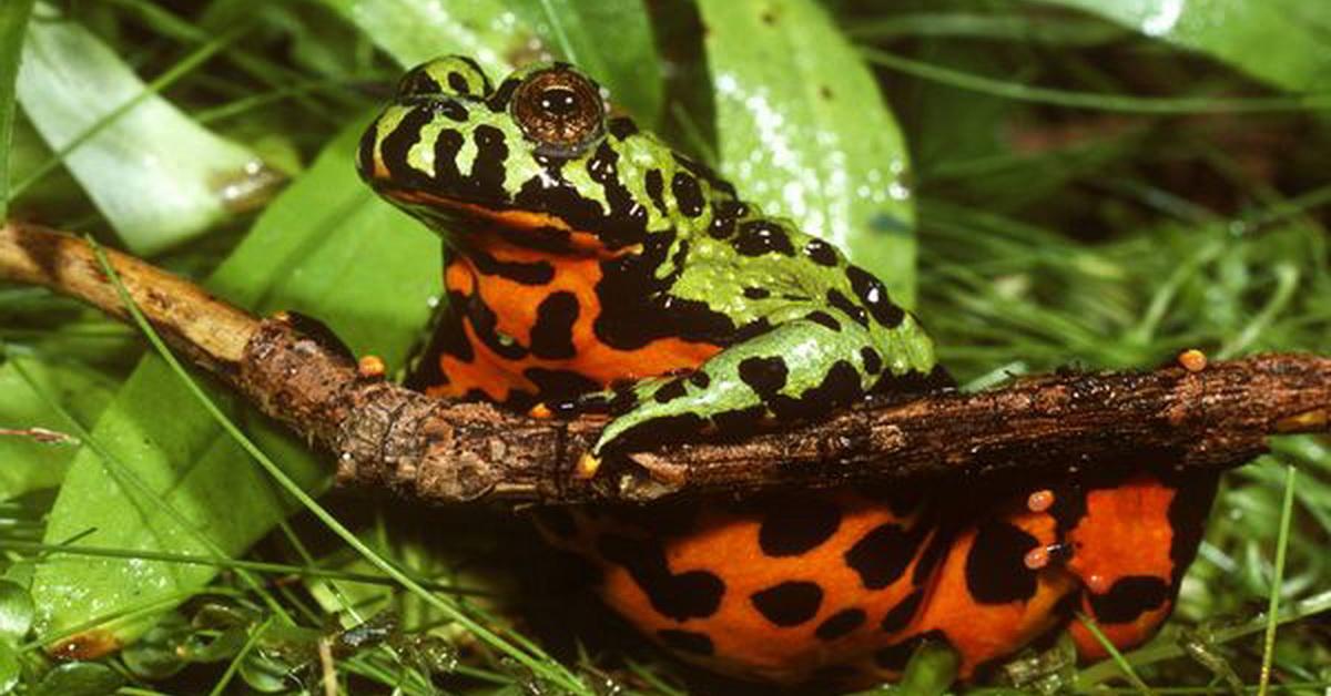 Image of the Fire-Bellied Toad (Bombina), popular in Indonesia as Katak Perut Api.