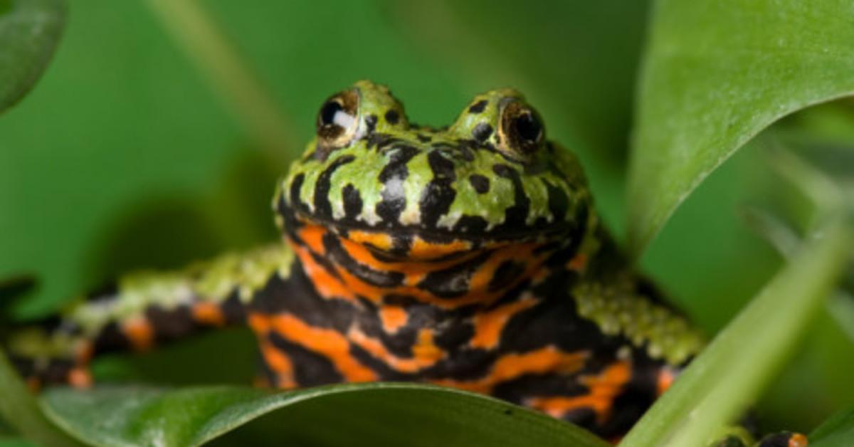 Charming view of the Fire-Bellied Toad, in Indonesia referred to as Katak Perut Api.