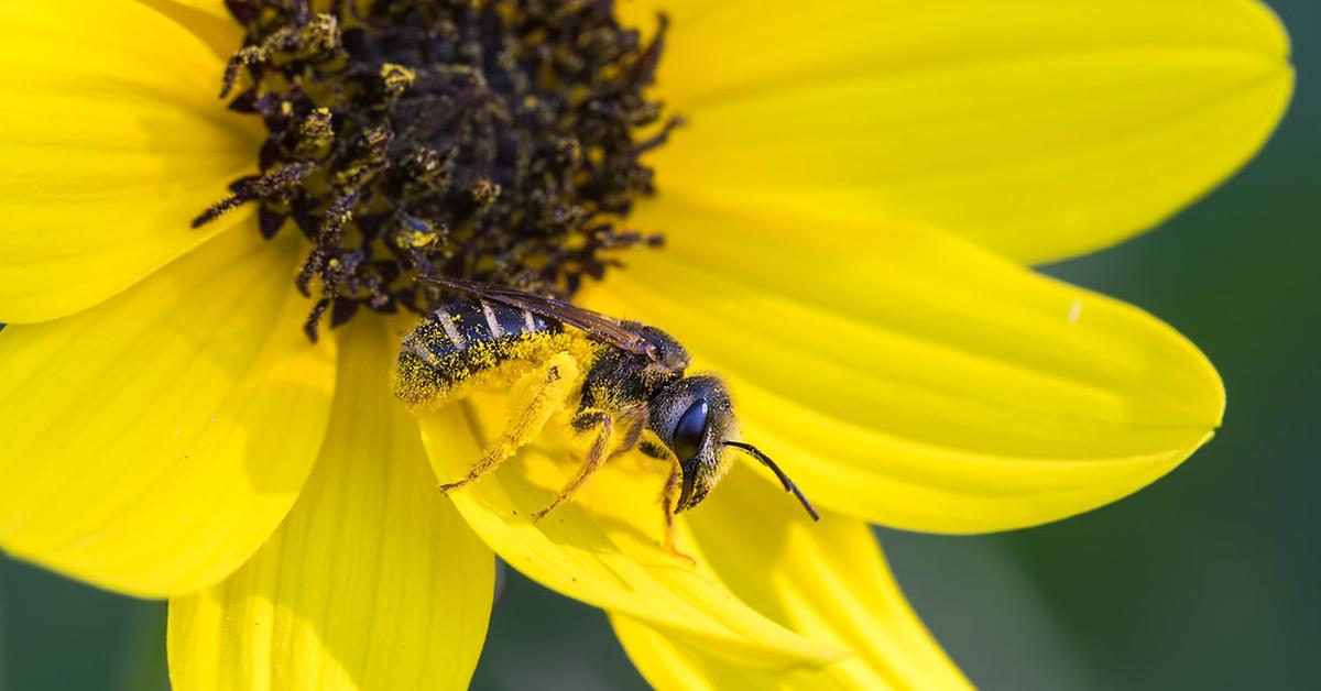 Graceful Furrow Bee, a creature with the scientific name Halictidae.