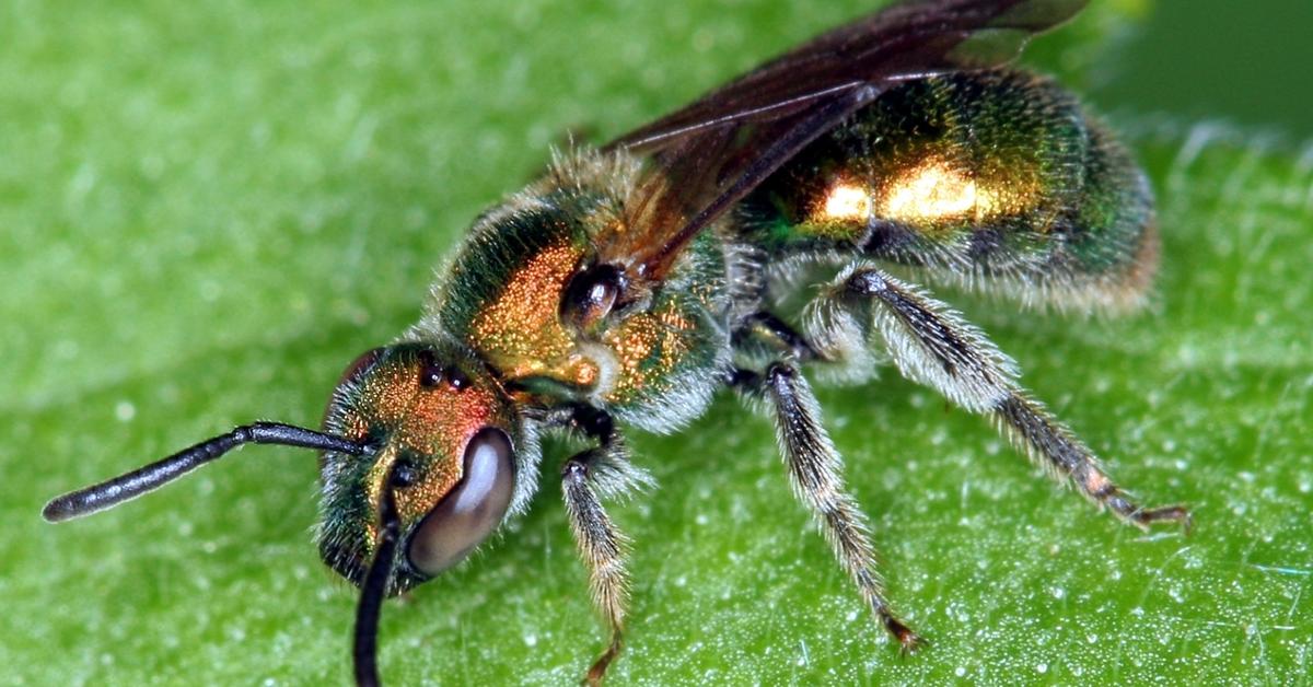 Photogenic Furrow Bee, scientifically referred to as Halictidae.