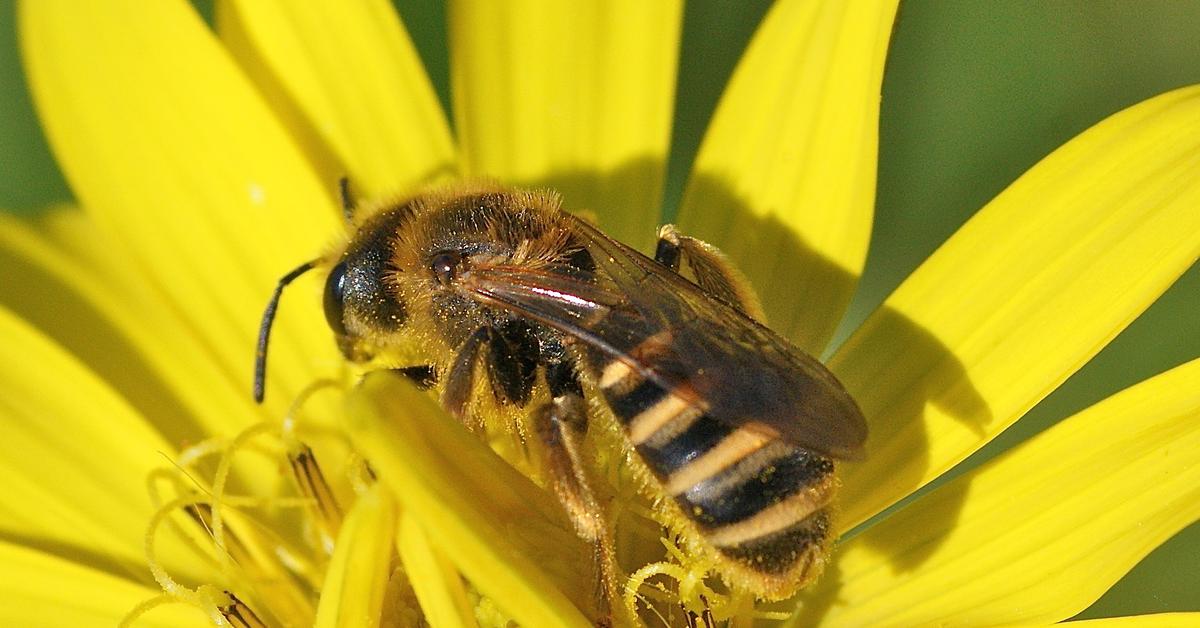 Captivating presence of the Furrow Bee, a species called Halictidae.