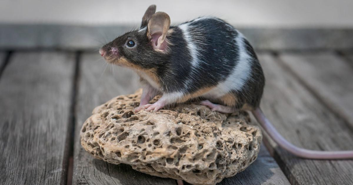 Visual of Fancy Mouse, or Tikus Mewah in Indonesian, showcasing its beauty.