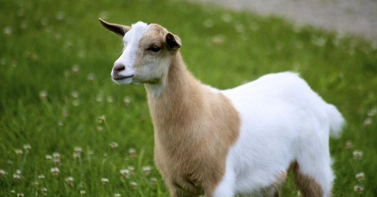 Photographic depiction of the unique Fainting Goat, locally called Kambing Pingsan.