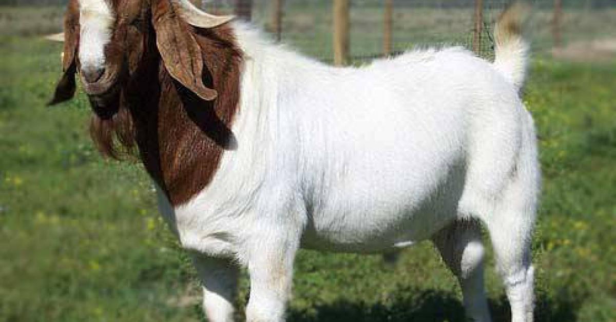 Portrait of a Fainting Goat, a creature known scientifically as Capra aegagrus hircus.