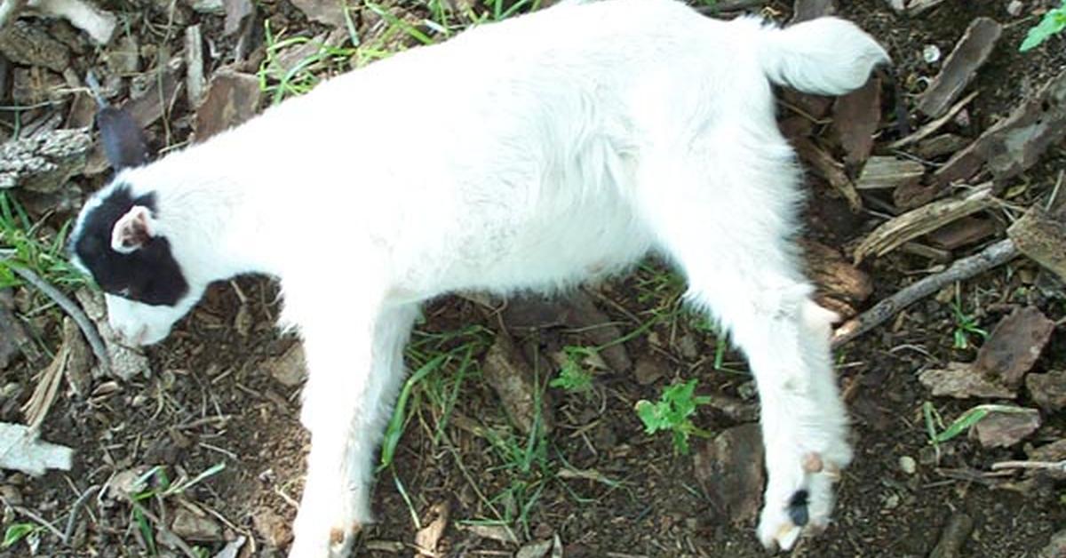 The Fainting Goat, a species known as Capra aegagrus hircus, in its natural splendor.