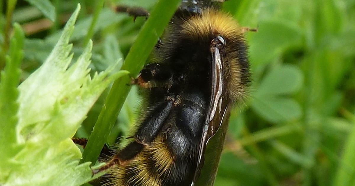 Unique portrayal of the Field Cuckoo Bumblebee, also called Lebah Bunglon Lapangan in Bahasa Indonesia.