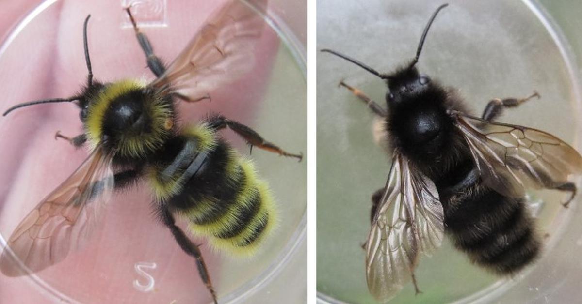 The Field Cuckoo Bumblebee, a beautiful species also known as Lebah Bunglon Lapangan in Bahasa Indonesia.