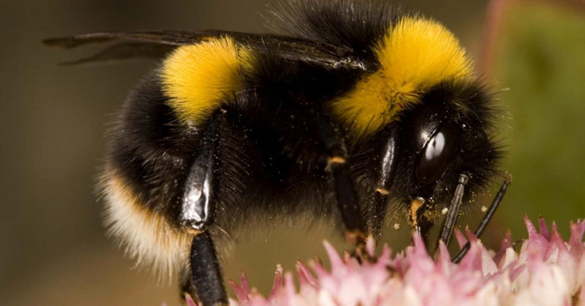 Visual of Field Cuckoo Bumblebee, or Lebah Bunglon Lapangan in Indonesian, showcasing its beauty.