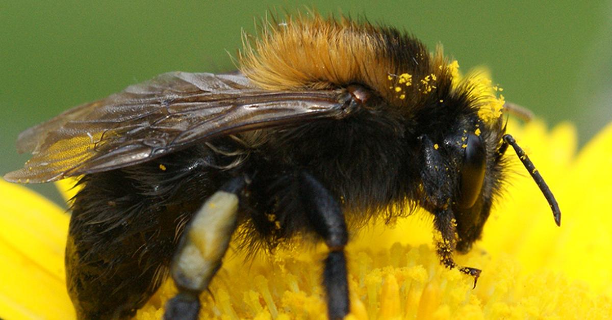 Image of the Field Cuckoo Bumblebee (Bombus campestris), popular in Indonesia as Lebah Bunglon Lapangan.