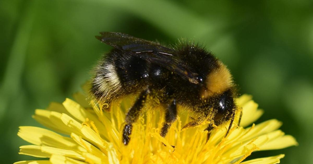 Insightful look at the Forest Cuckoo Bumblebee, known to Indonesians as Lebah Bumblebee Hutan Cuckoo.