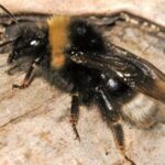 Captivating presence of the Forest Cuckoo Bumblebee, a species called Bombus sylvestris.