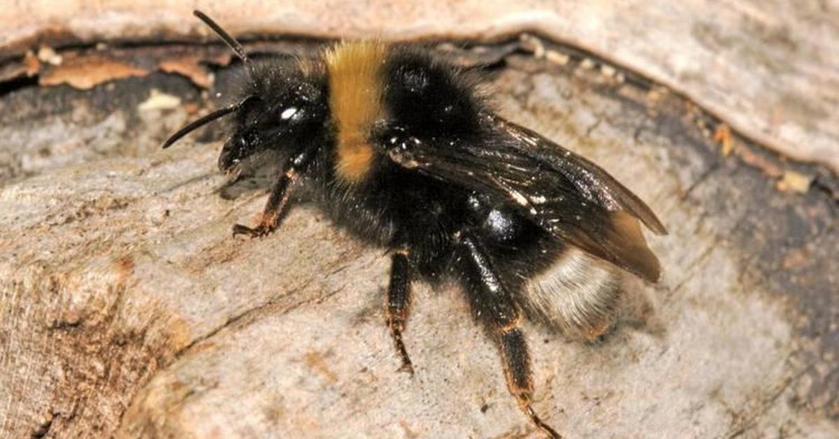 Captivating presence of the Forest Cuckoo Bumblebee, a species called Bombus sylvestris.